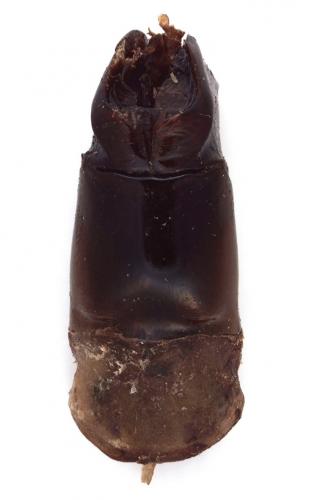 Réf. 219 237 : Anomala plebeja